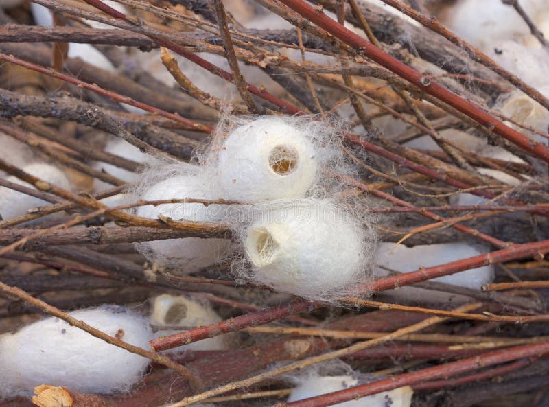 Cocoons of silkworm