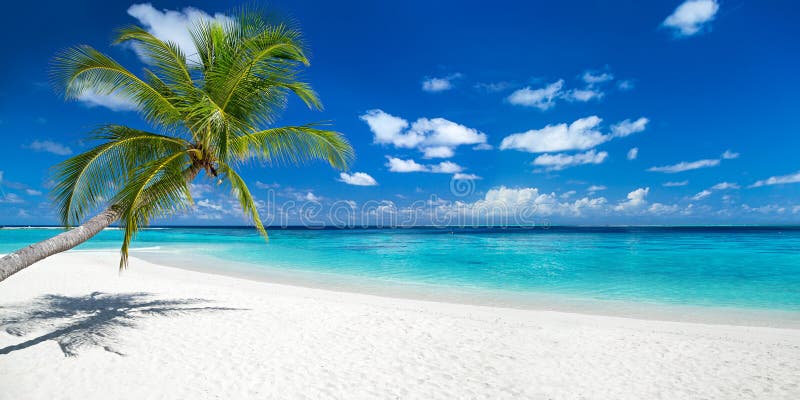 Cocopalm op het tropische strand van het paradijspanorama
