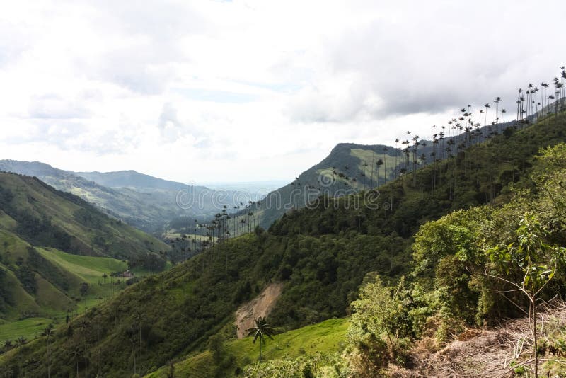 Cocora Valley, which is nestled between the mountains of the Cordillera Central in Colombia royalty free stock photography Cocora Valley, which is nestled between the mountains of the Cordillera Central in Colombia royalty free stock photography