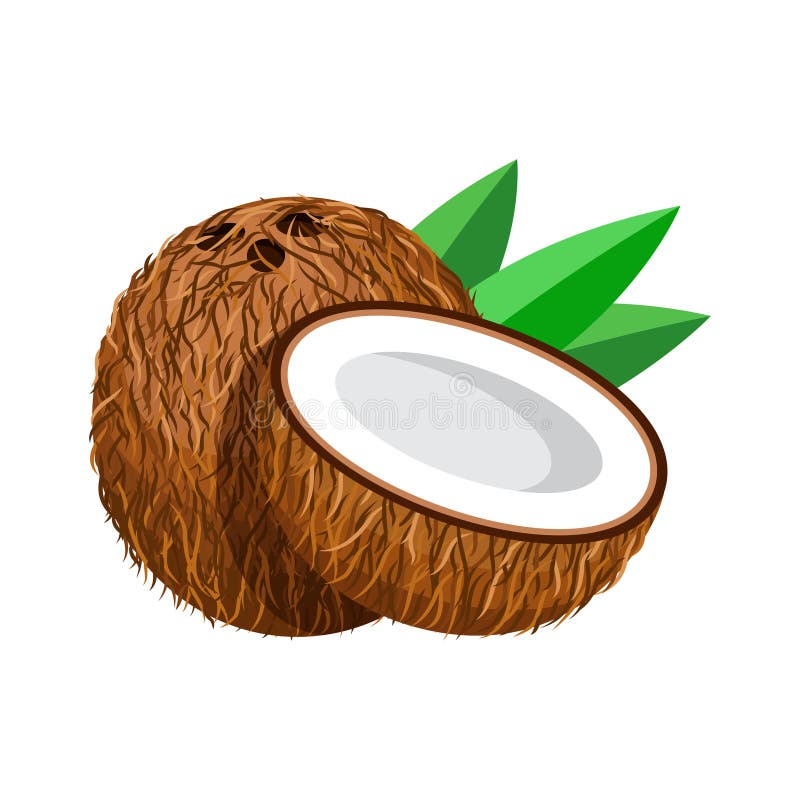Cocoteros aislados en medio coco blanco stock de ilustración