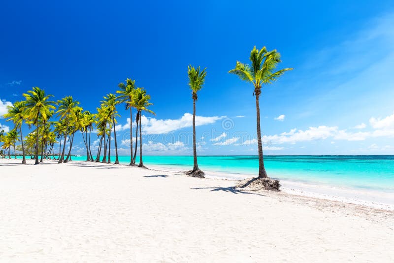 Cocotier Sur La Plage De Sable Blanc A Punta Cana Republique Dominicaine Image Stock Image Du Paradis Paume