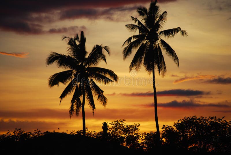 Coconut palms against sunset Mindanao Philippines. Coconut palms against sunset Mindanao Philippines