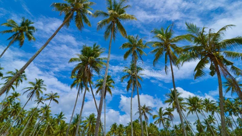 Cocotiers statiques laps de temps d'affichage et nuages mobiles dans l'ultra hd 4k uhd. clips vidéos