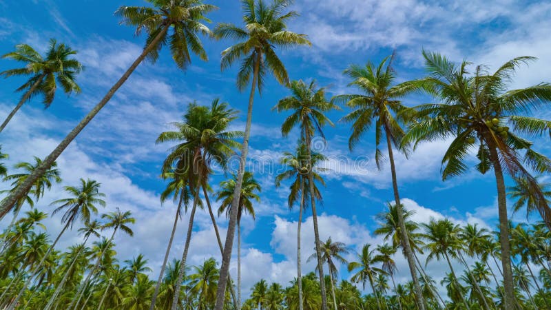 Cocotiers statiques laps de temps de vue et 4k mobiles dans les nuages. clips vidéos