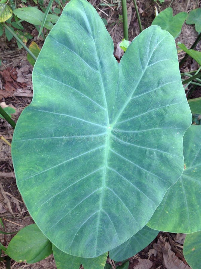 Cocoyam leaf stock photo. Image of dark, leaf, cocoyam 49020874