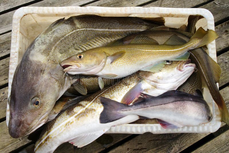 Cod fish stock photo. Image of fresh, boat, angling, industry 31125852