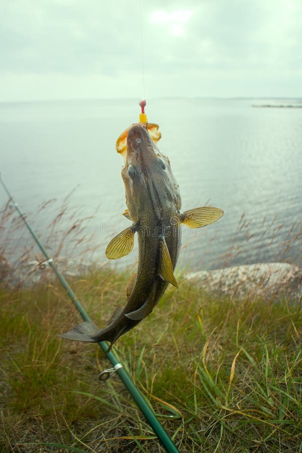 Cod on Fishingrod on Background of Sea Stock Photo Image of angling
