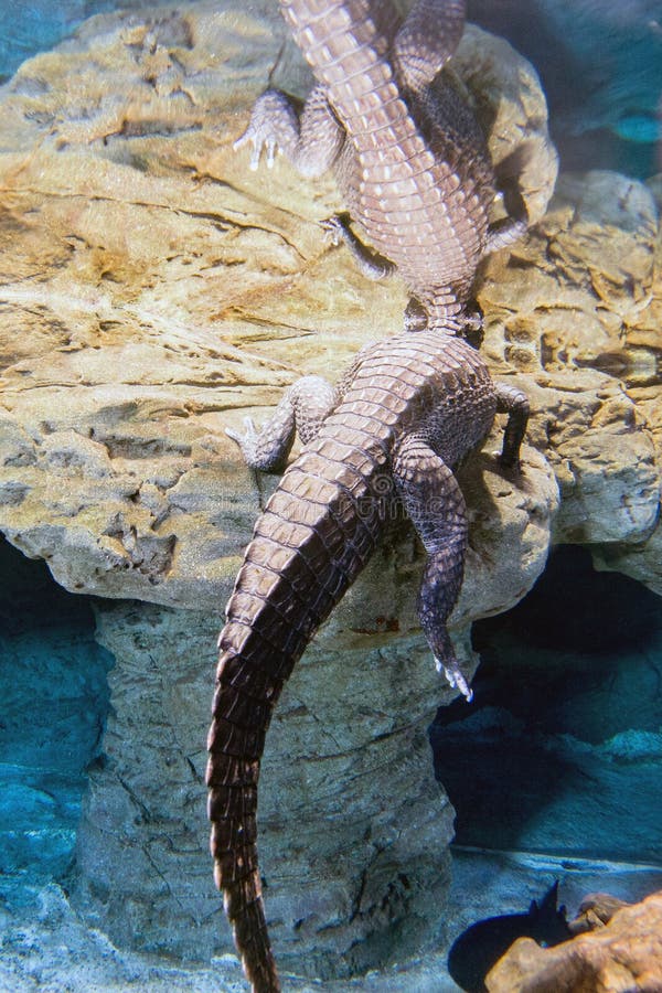 Coda del ritratto subacqueo dell'alligatore del coccodrillo fotografie stock libere da diritti Coda del ritratto subacqueo dell'alligatore del coccodrillo fotografie stock libere da diritti