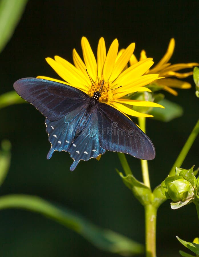 PrimaLuceLab Piastra A Coda Di Rondine PLUS Tipo Losmandy 350 Mm - Foto 9