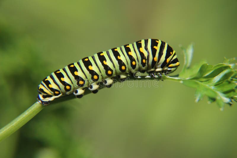 Bianco Come La Neve Tampone Arbitraggio Telescopio Celestron C8 Prezzo Globo Acc - Foto 5