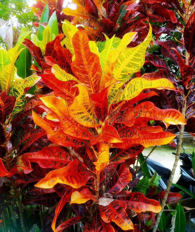 Codiaeum Variegatum Bi Grows Fresh Stock Image Image of growth