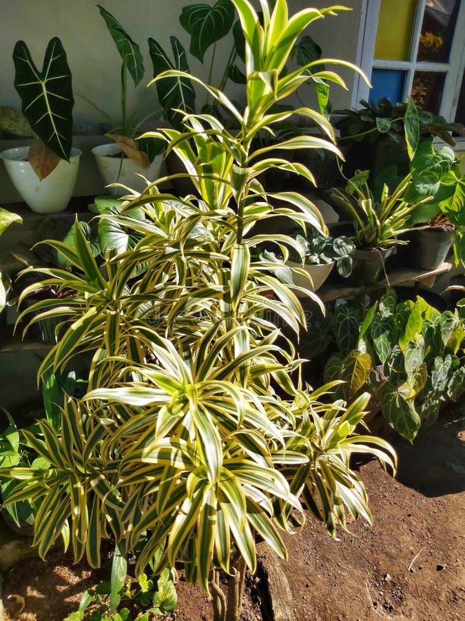 Codiaeum Variegatum Oder Variegatet Croton Stockbild Bild von