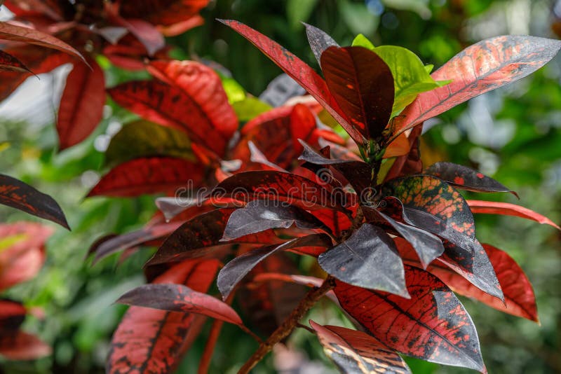Codiaeumvariegatum Opmerkelijke kleurrijk, veelkleurig en vormen van bladerentexturen Sierplanten sluit omhoog, natuurlijk stock foto Codiaeumvariegatum Opmerkelijke kleurrijk, veelkleurig en vormen van bladerentexturen Sierplanten sluit omhoog, natuurlijk stock foto