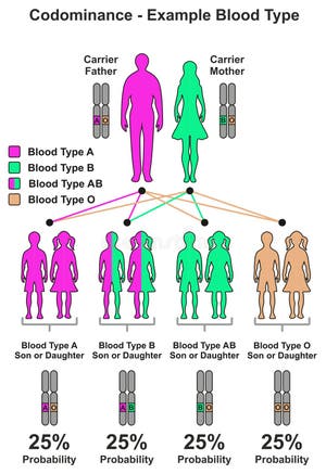 Blood Type Dominance Chart