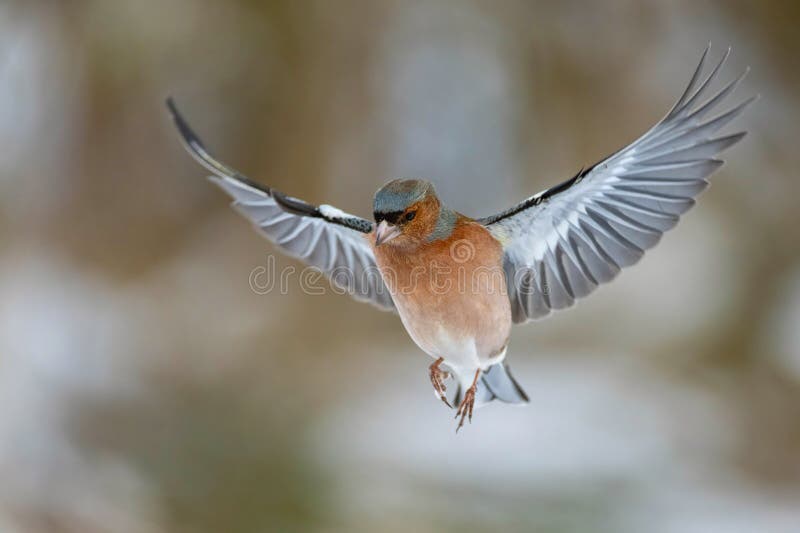 Coeleias de chaffinch Fringilla comuns em voo. Wild Bird fotografia de stock royalty free