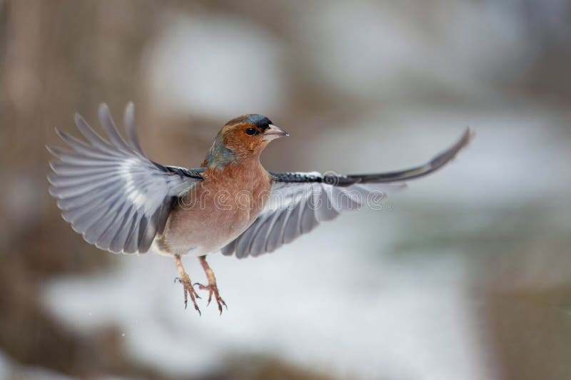 Coeleias de chaffinch Fringilla comuns em voo. Wild Bird imagem de stock