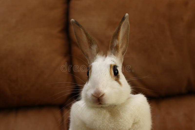 Coelho imagens de stock Coelho imagens de stock