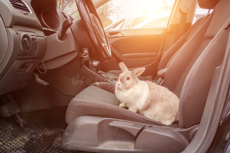 Coelho cinzento branco no carro Senta-se no assento do motorista s e olha-se para fora no estar aberto à rua imagem de stock Coelho cinzento branco no carro Senta-se no assento do motorista s e olha-se para fora no estar aberto à rua imagem de stock