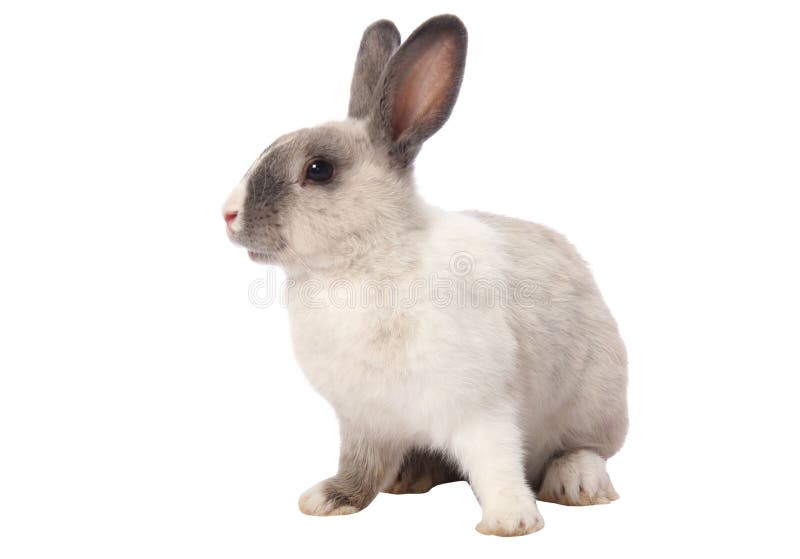 Cute gray and white bunny rabbit isolated on white background. Cute gray and white bunny rabbit isolated on white background