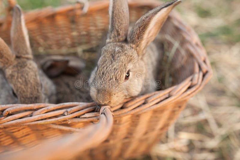 Coelhos na cesta na exploração agrícola imagens de stock Coelhos na cesta na exploração agrícola imagens de stock