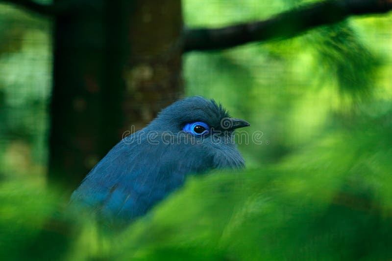 Coerulea azul de Coua, de Coua, pájaro gris y azul raro con la cresta, en hábitat de la naturaleza Couca que se sienta en la rama fotografía de archivo libre de regalías Coerulea azul de Coua, de Coua, pájaro gris y azul raro con la cresta, en hábitat de la naturaleza Couca que se sienta en la rama fotografía de archivo libre de regalías