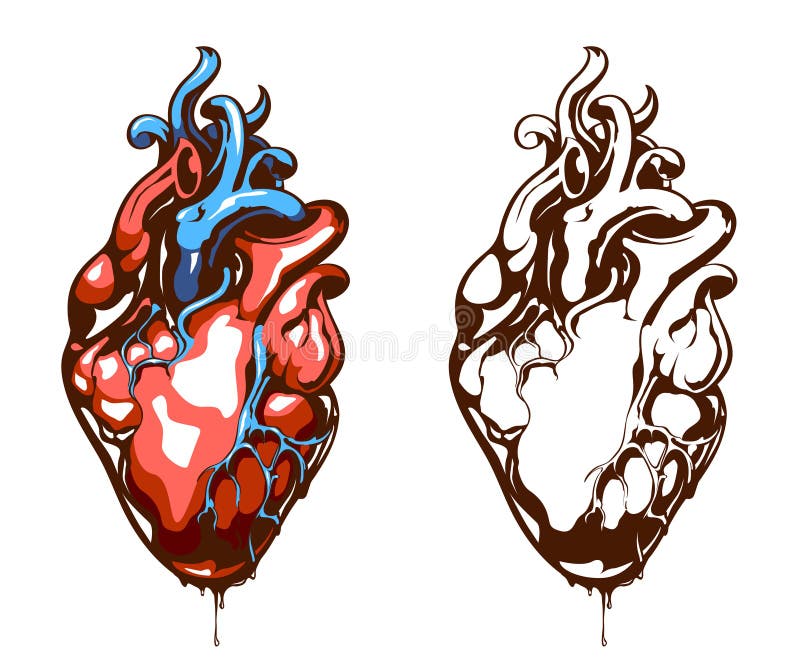 Coeur anatomique illustration stock Coeur anatomique illustration stock