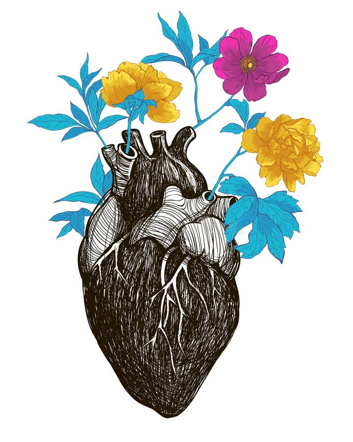 Coeur anatomique humain illustration libre de droits Coeur anatomique humain illustration libre de droits