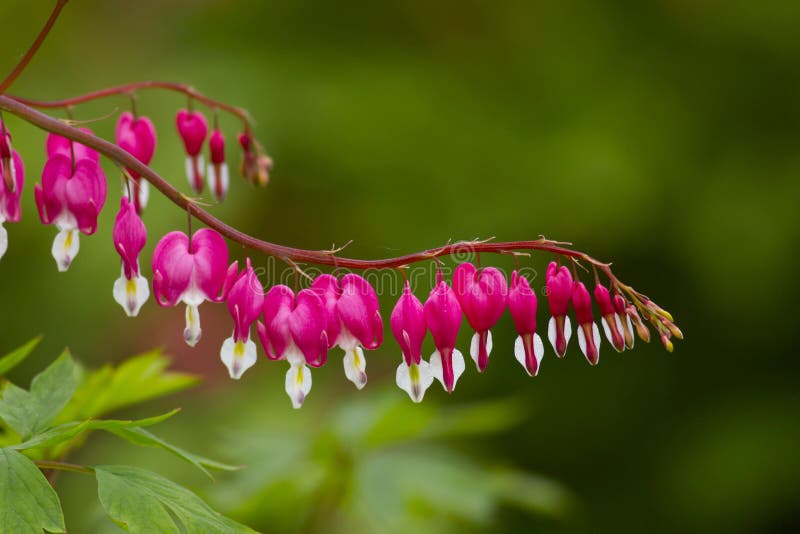 bleeding heart is a special kind of heart-shaped fowers. bleeding heart is a special kind of heart-shaped fowers