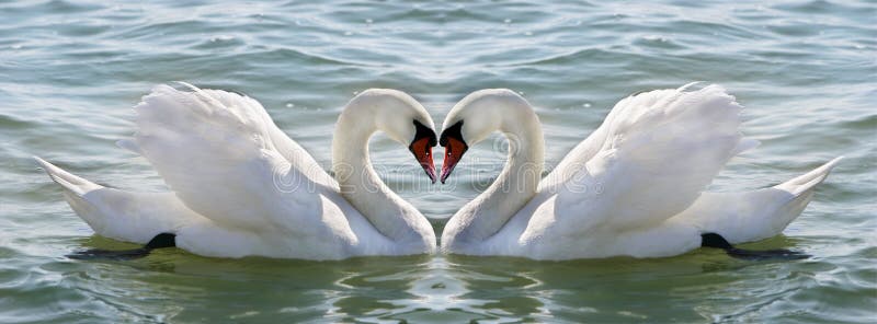 Coeur De Cygne Photo Stock Image Du Flirter Lune Miroir