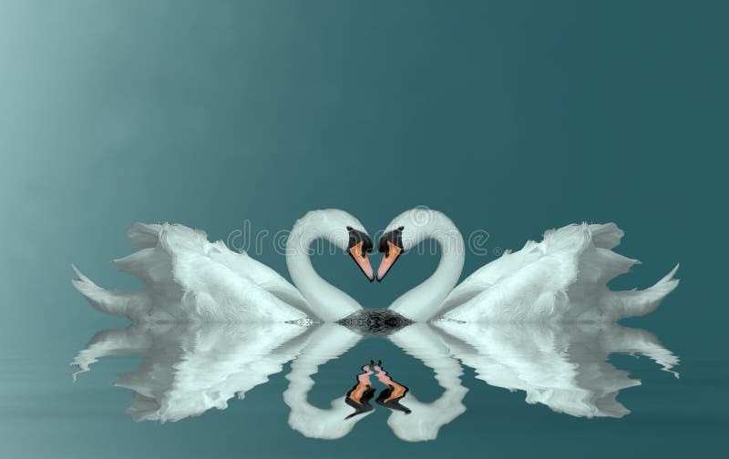 Love swans making a heart on misty water. Love swans making a heart on misty water.