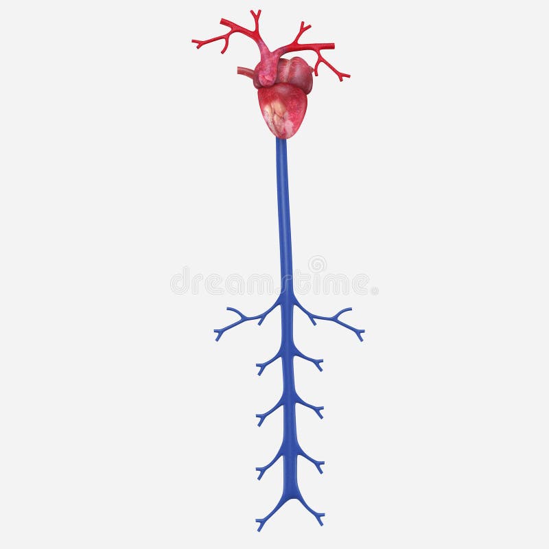 Download Coeur De Grenouille Avec L'appareil Circulatoire Illustration Stock - Illustration du disposition, nature: 45367251