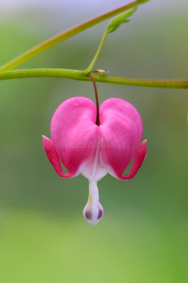 Single bleeding heart flower extreme close up shot. Single bleeding heart flower extreme close up shot