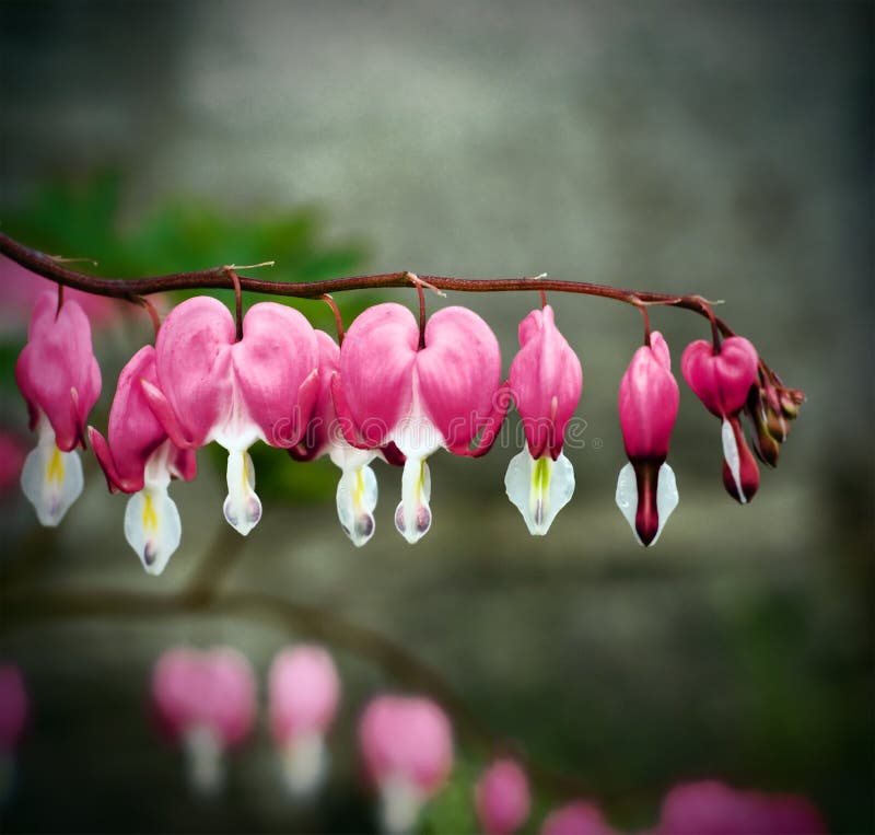 A branch of a bleeding heart flowering plant with vignette. A branch of a bleeding heart flowering plant with vignette.