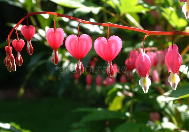 One glance at the distinctive heart shape of these blossoms and you will understand why its called a bleeding heart. One glance at the distinctive heart shape of these blossoms and you will understand why its called a bleeding heart.