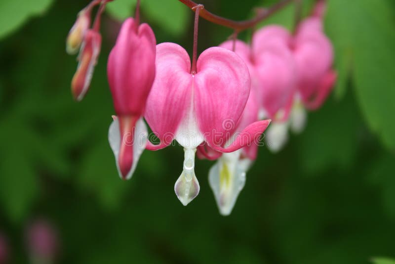 A macro bleeding heart flower. A macro bleeding heart flower