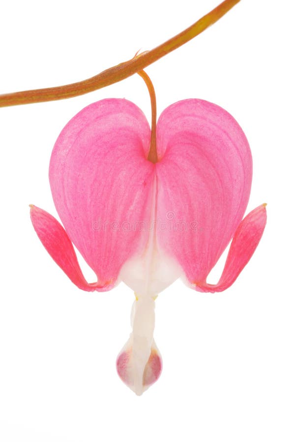 Closeup of the blossom of a bleeding heart over a white background. Closeup of the blossom of a bleeding heart over a white background