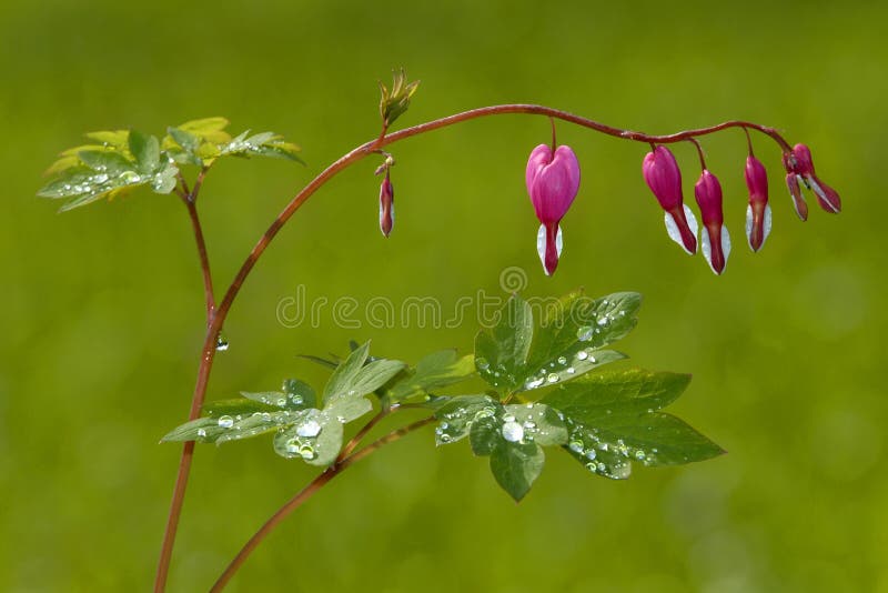 Bleeding heart with dewdrops- South Germany. Bleeding heart with dewdrops- South Germany.