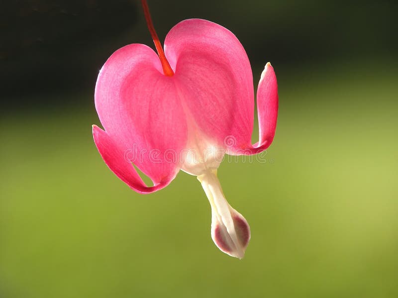 Close-up of red and white flower from bleeding heart on green blurred background. Close-up of red and white flower from bleeding heart on green blurred background