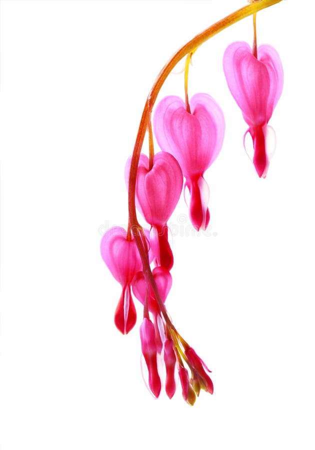 Bleeding heart temperate flower isolated on white. Bleeding heart temperate flower isolated on white