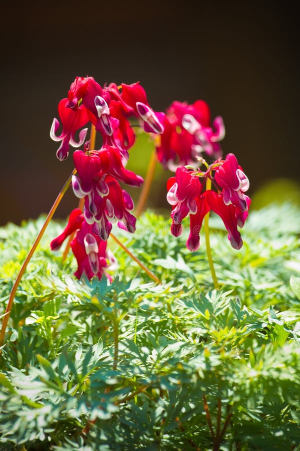 Western bleeding heart or Dicentra formosa var. Burning heart flowers in red and white blooming in spring - vertical. Western bleeding heart or Dicentra formosa var. Burning heart flowers in red and white blooming in spring - vertical