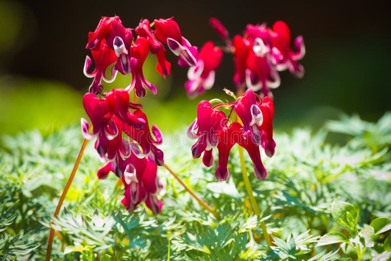 Western bleeding heart or Dicentra formosa var. Burning heart flowers in red and white blooming in spring - horizontal. Western bleeding heart or Dicentra formosa var. Burning heart flowers in red and white blooming in spring - horizontal