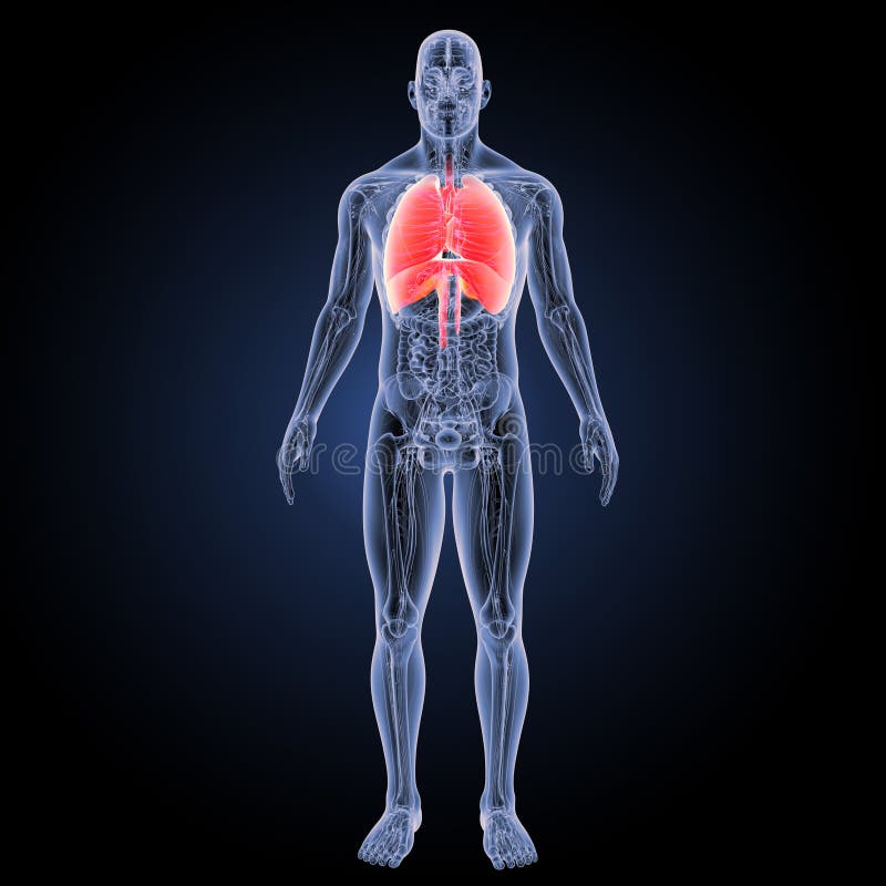 Anatomie D'appareil Respiratoire Humain Illustration Stock - Illustration  du bronches, bronchioles: 55211737