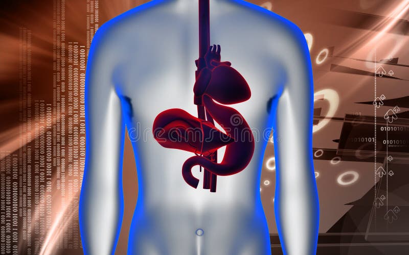 Coeur, foie et estomac illustration stock. Illustration du artère