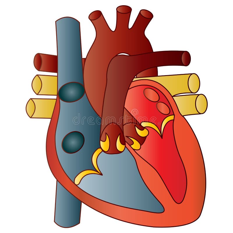 Coeur humain illustration stock Coeur humain illustration stock