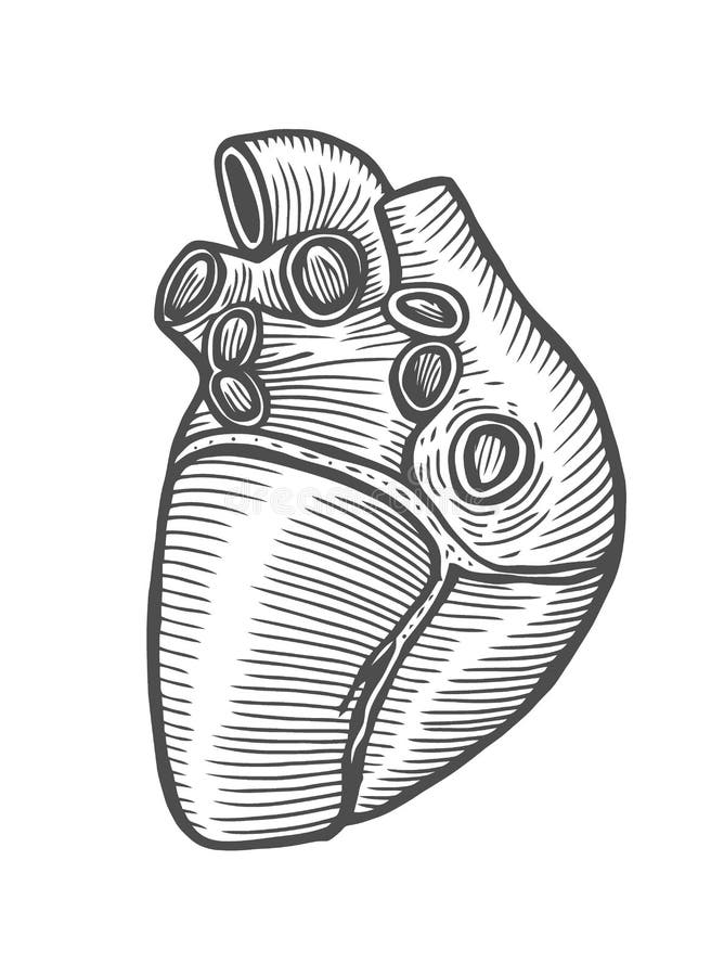 Coeur humain anatomique illustration de vecteur. Illustration du ...