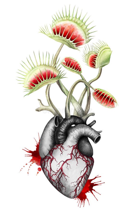 Coeur noir et blanc affamé avec des pièges de mouche d'isolement sur le fond blanc Illustration d'aquarelle illustration de vecteur Coeur noir et blanc affamé avec des pièges de mouche d'isolement sur le fond blanc Illustration d'aquarelle illustration de vecteur