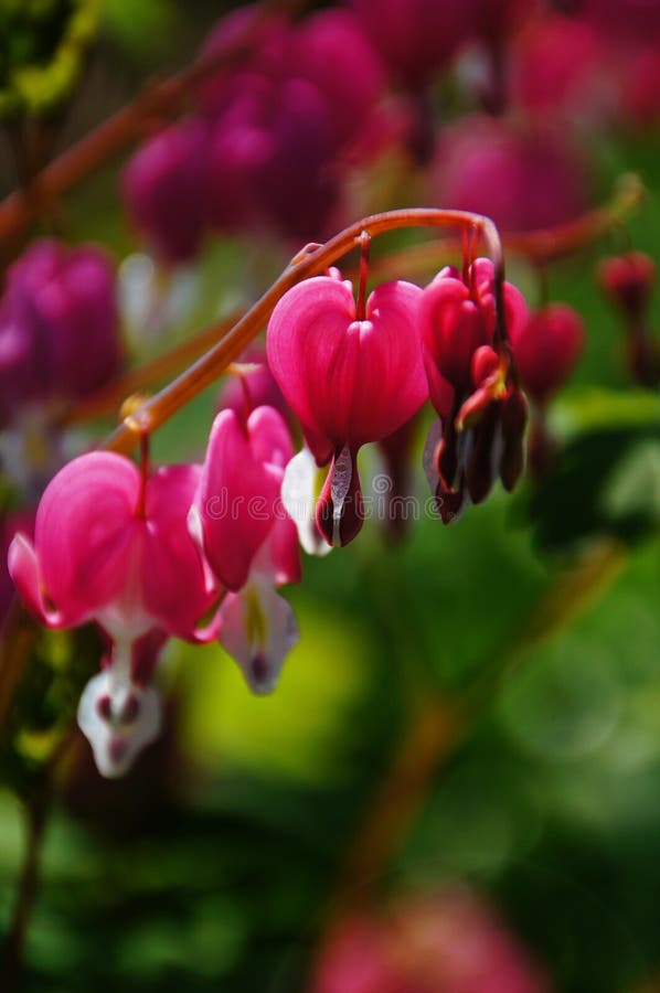 Group of pink bleeding hearts. Group of pink bleeding hearts