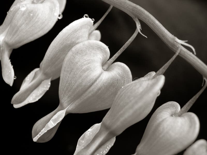 Bleeding hearts in sepia tones. Bleeding hearts in sepia tones