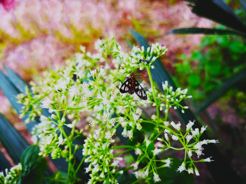 The coexistence of different types creatures concept. Butterfly