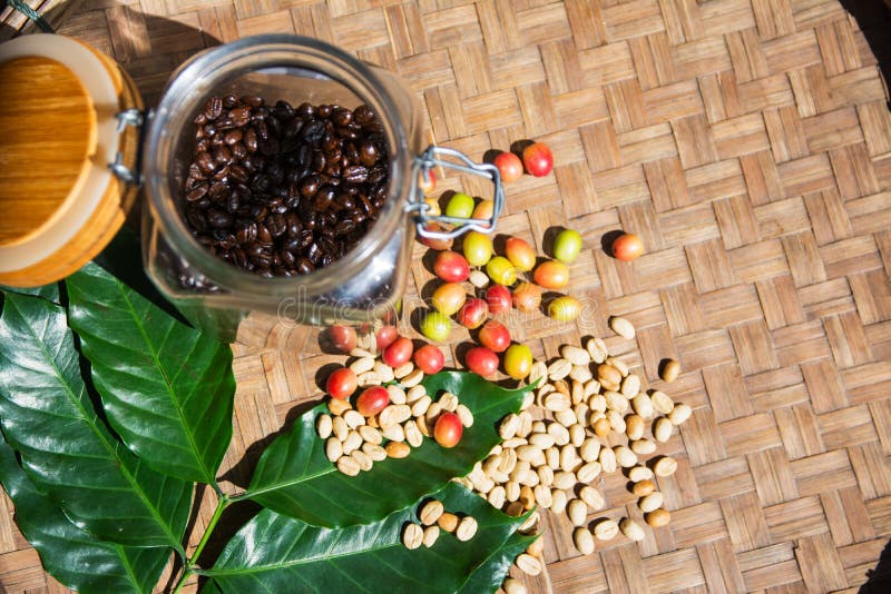 Coffee Bean in Bottle with Cherry Beans Stock Photo Image of brown